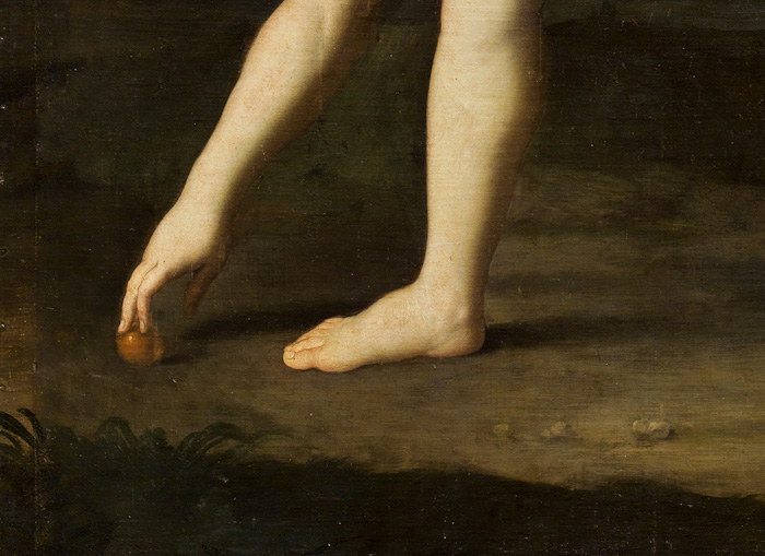 hipomenes atalanta reni4